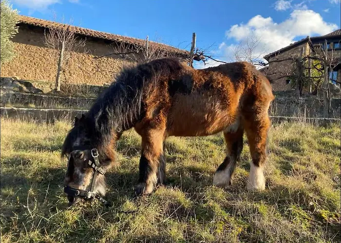 El Cerrito De La Vega *